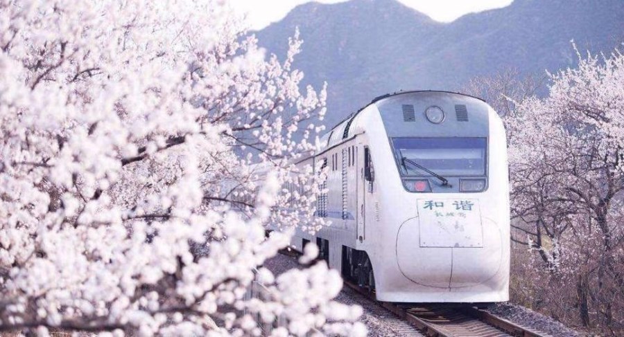 開(kāi)往春天的列車-和諧號(hào)列車穿越居庸關(guān)花海