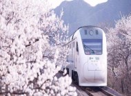 開往春天的列車-和諧號列車穿越居庸關花海