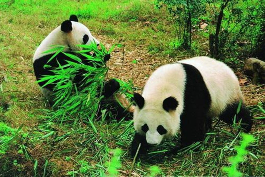 臥龍自然保護區