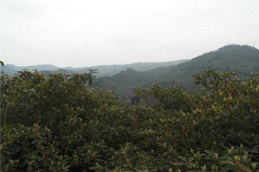 龍泉枇杷溝