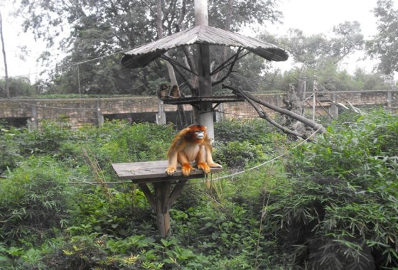 成都動物園