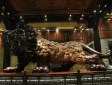 樂山烏木博物館