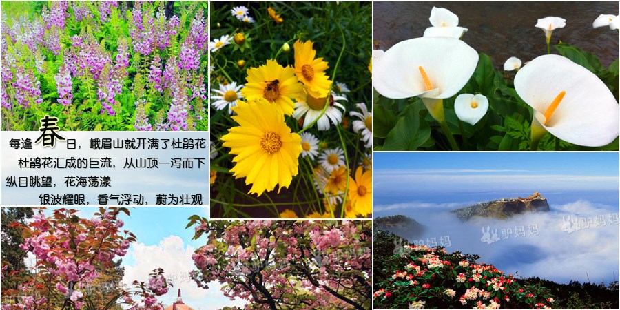 峨眉山峨眉山景區(qū)