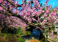 2018成都桃花節賞花全攻略