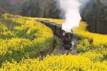 坐上嘉陽蒸汽小火車穿越花海，體驗另一種“慢游”樂趣~