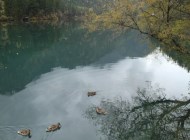 觀天鵝好去處，九寨溝天鵝海放松之旅